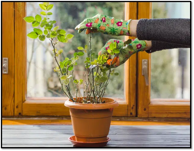 Outdoor Plants Online 