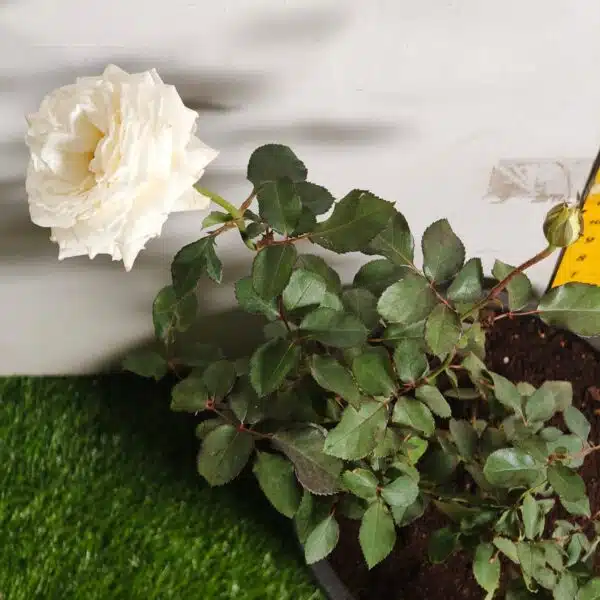 Rose White Grafted - Image 4