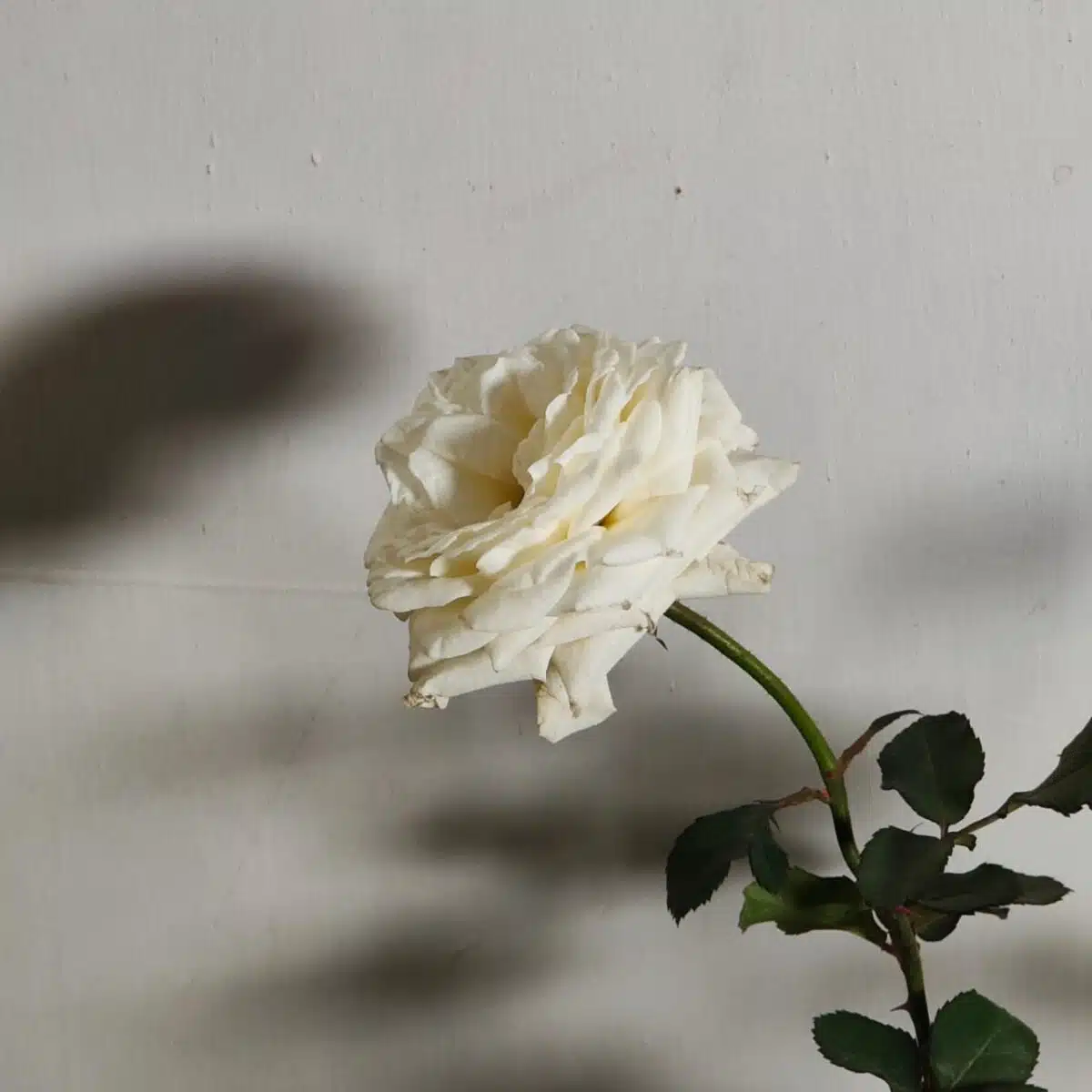 Rose White Grafted - Image 13