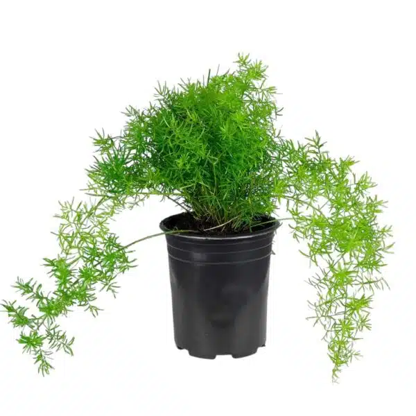 Asparagus densiflorus 'Sprengeri' - Image 2