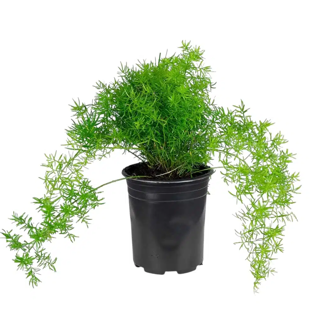 Asparagus densiflorus 'Sprengeri' - Image 2