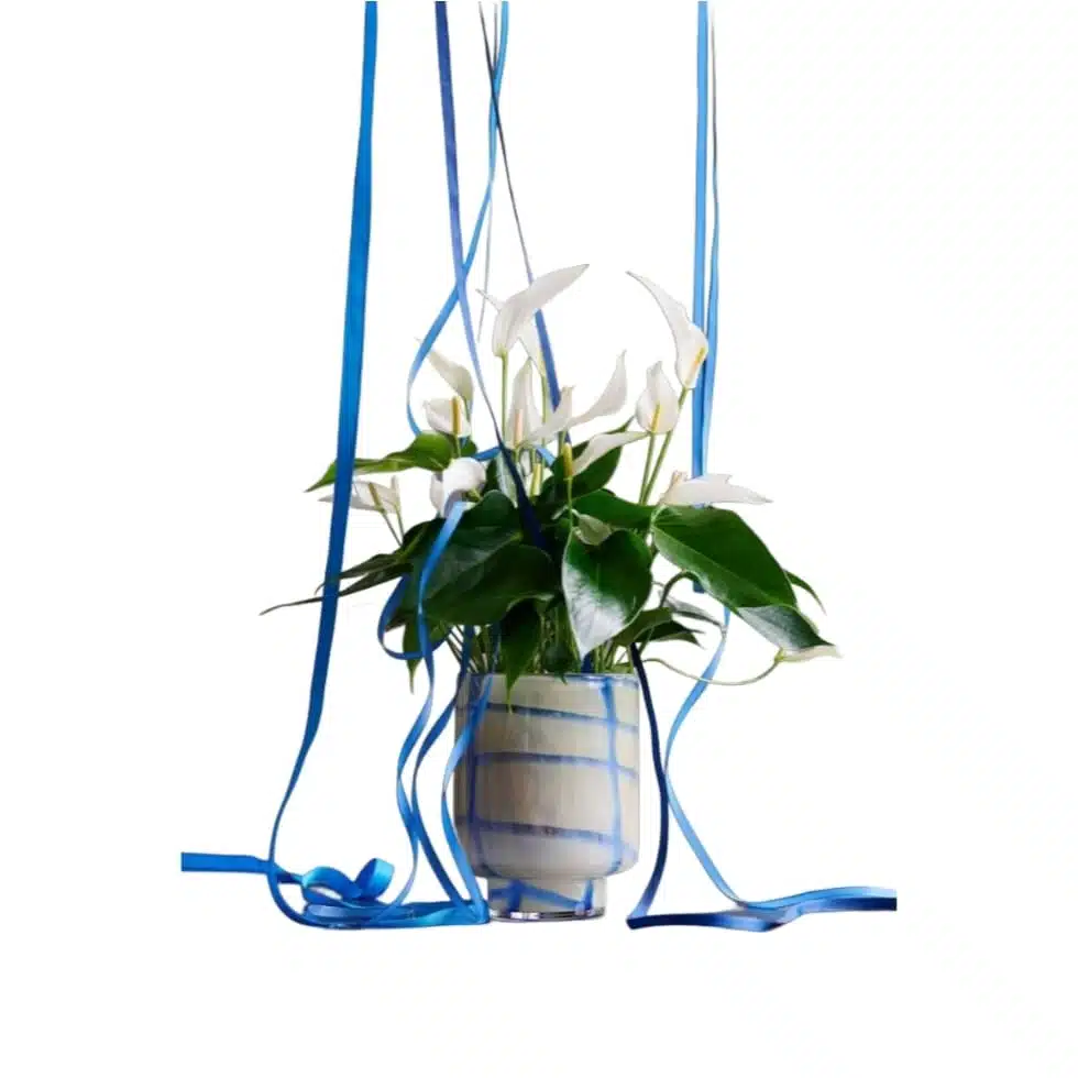 Anthurium Banderola Cava - Image 16