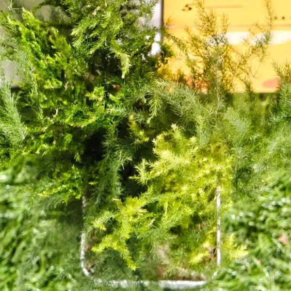 Asparagus Setaceus 'Pyramidalis' (Asparagus Fern) - Image 7