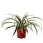 Ananas comosus 'Variegatus' (Variegated Pineapples)