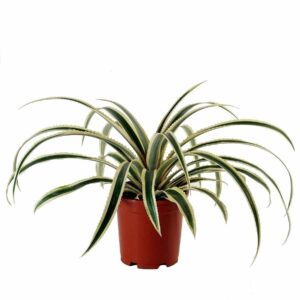 Ananas comosus ‘Variegatus’ (Variegated Pineapples)