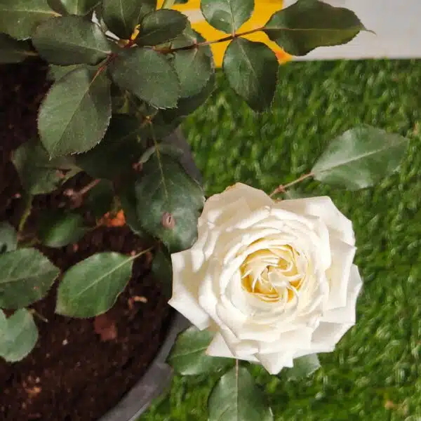 Rose White Grafted - Image 6