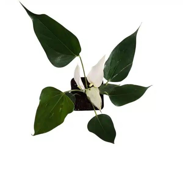 Anthurium Banderola Cava - Image 3
