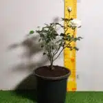 Rose White Grafted