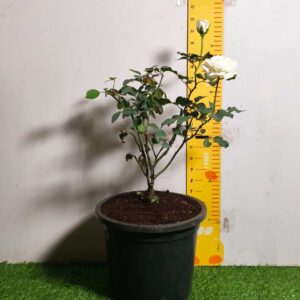Rose White Grafted