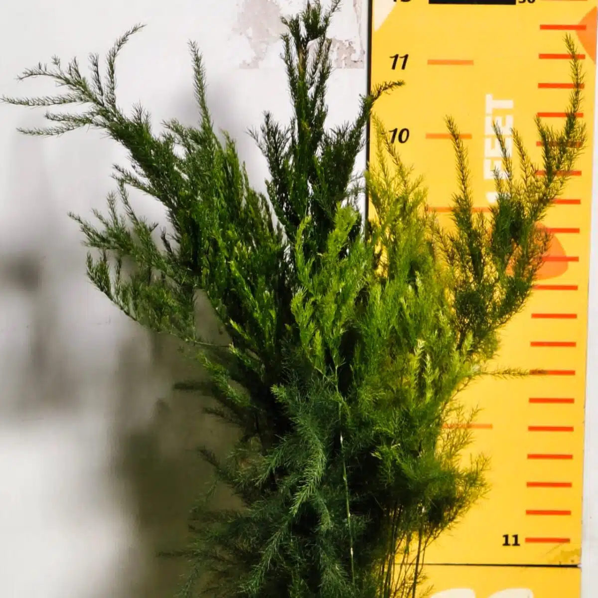 Asparagus Setaceus 'Pyramidalis' (Asparagus Fern) - Image 4