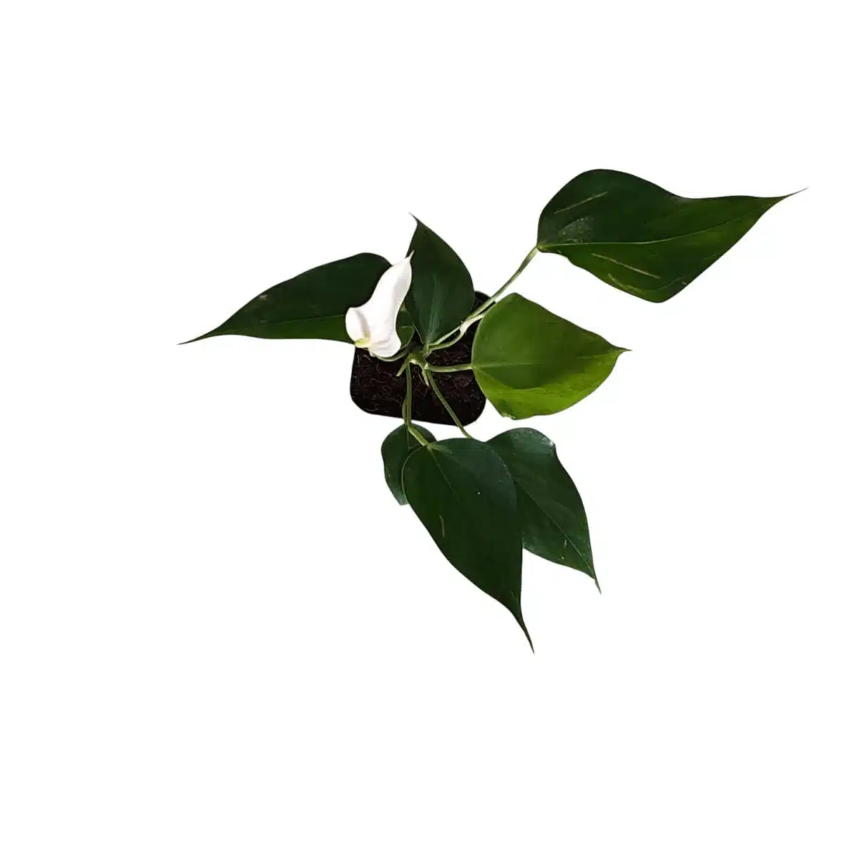 Anthurium Banderola Cava - Image 2