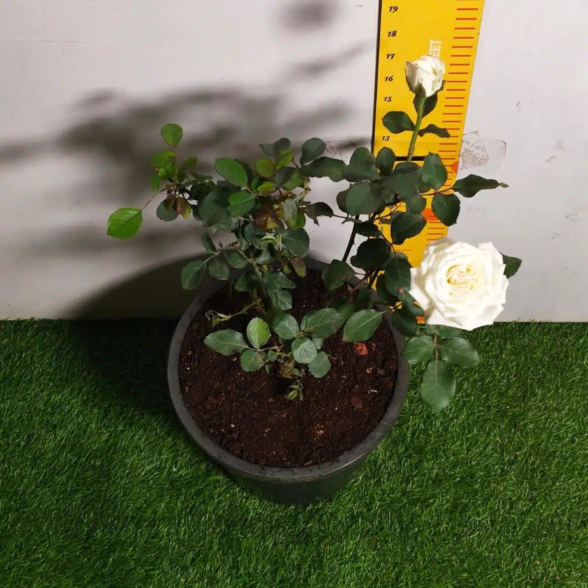 Rose White Grafted - Image 18