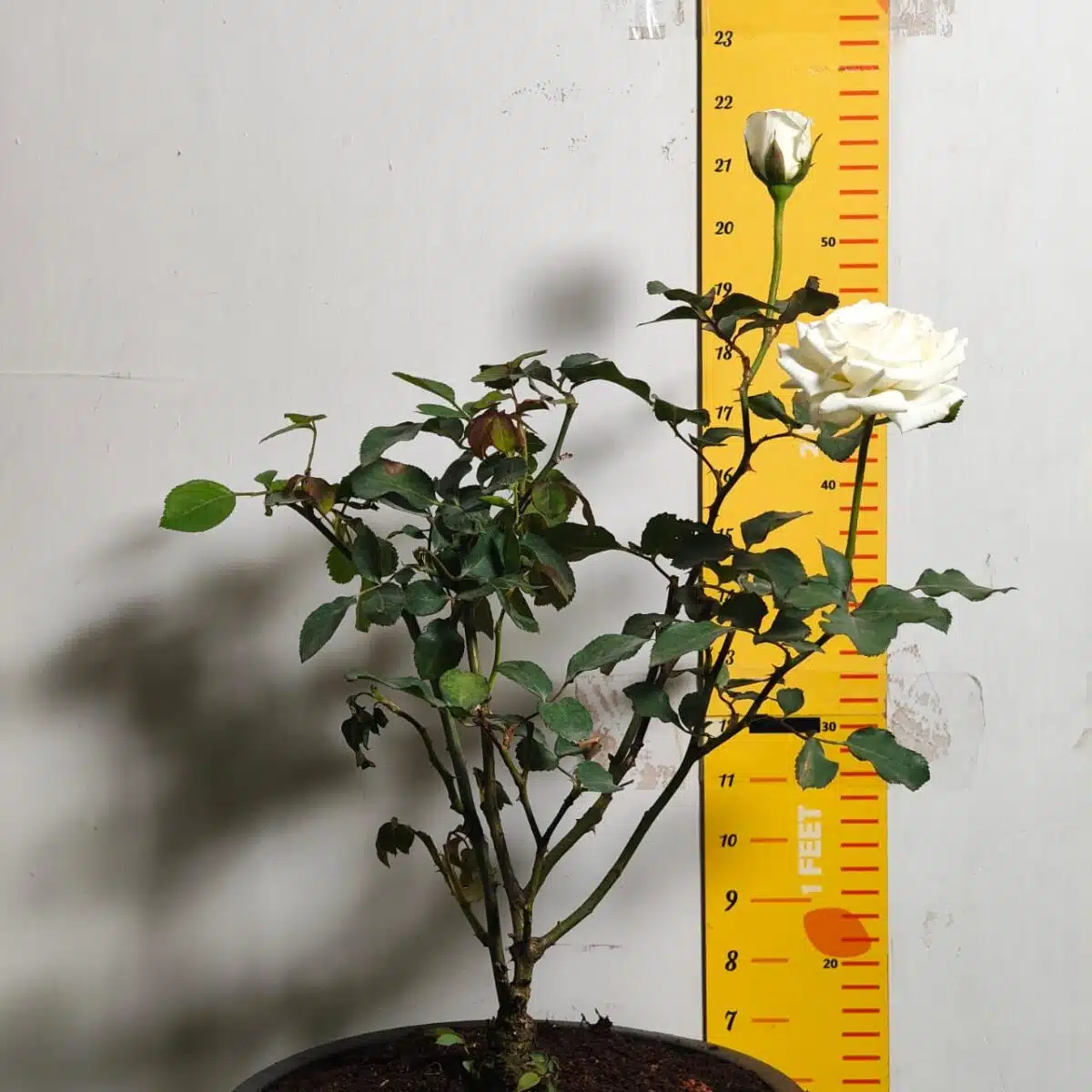 Rose White Grafted - Image 12