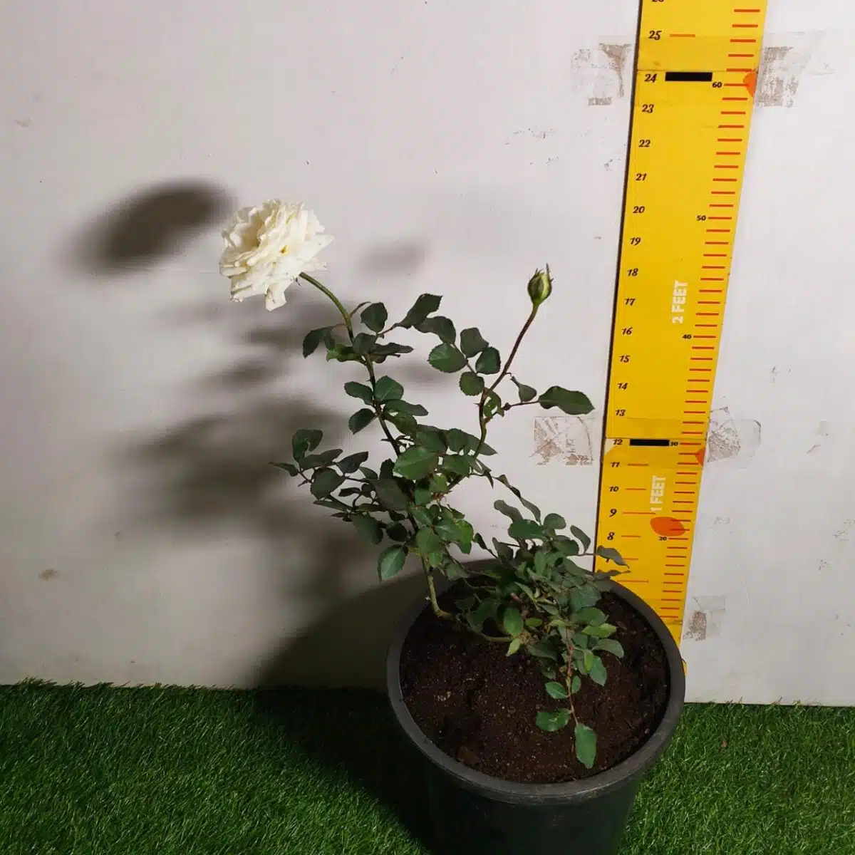 Rose White Grafted - Image 9