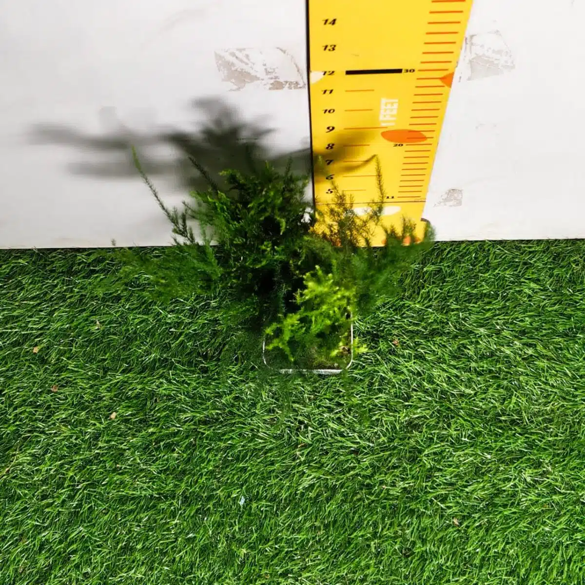 Asparagus Setaceus 'Pyramidalis' (Asparagus Fern) - Image 5