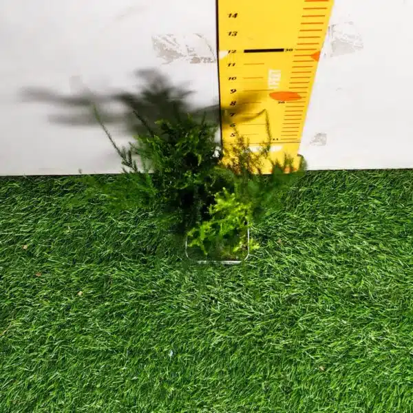 Asparagus Setaceus 'Pyramidalis' (Asparagus Fern) - Image 5