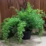 Asparagus Densiflorus Sprengeri plant