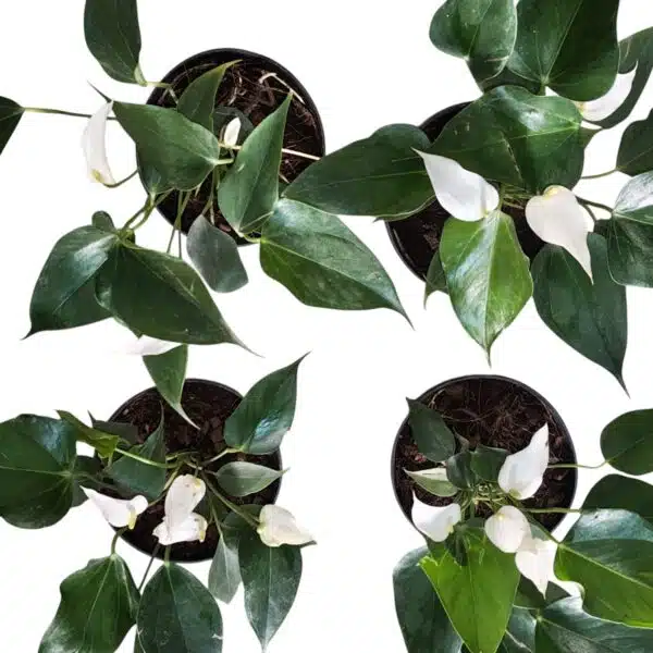 Anthurium Banderola Cava - Image 7