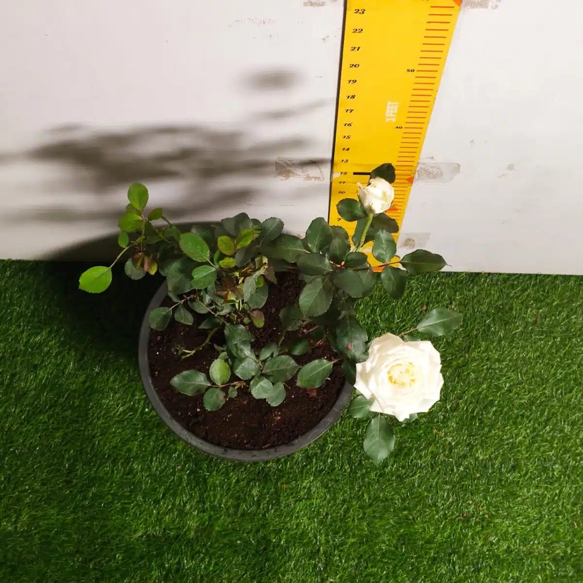 Rose White Grafted - Image 3