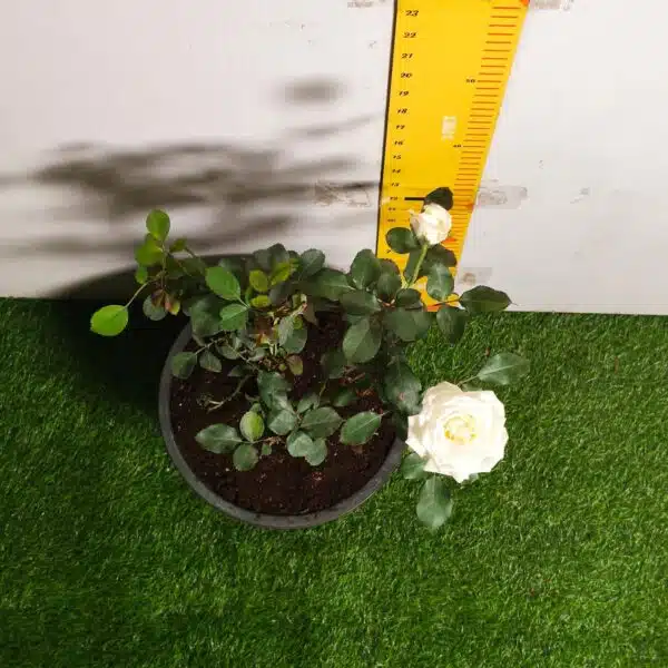 Rose White Grafted - Image 3