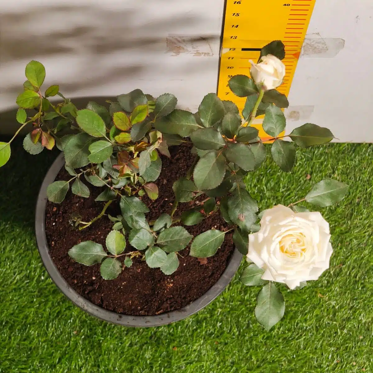 Rose White Grafted - Image 2