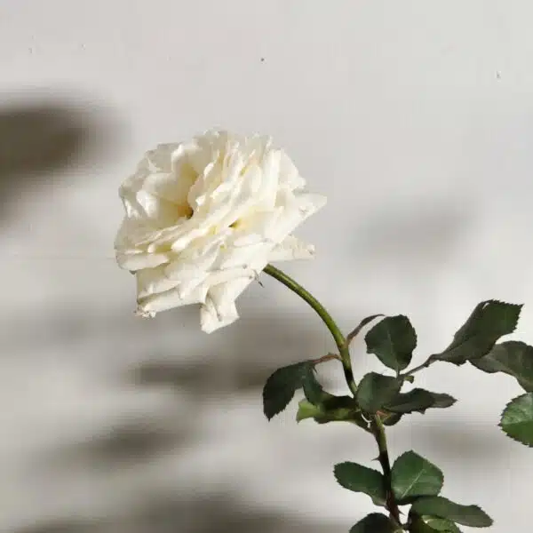 Rose White Grafted - Image 15