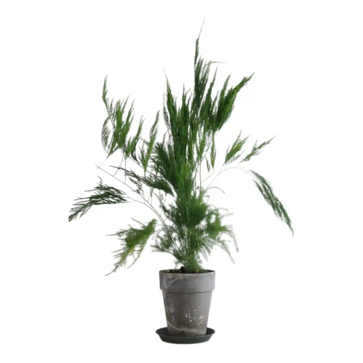 Asparagus Setaceus 'Pyramidalis' (Asparagus Fern) - Image 8