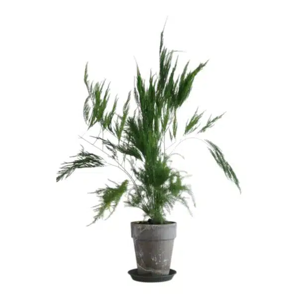 Asparagus Setaceus 'Pyramidalis' (Asparagus Fern) - Image 8