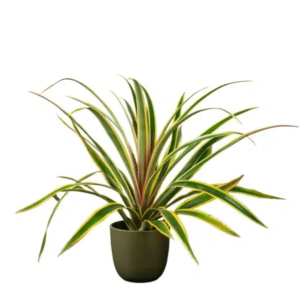 Ananas comosus 'Variegatus' (Variegated Pineapples) - Image 2