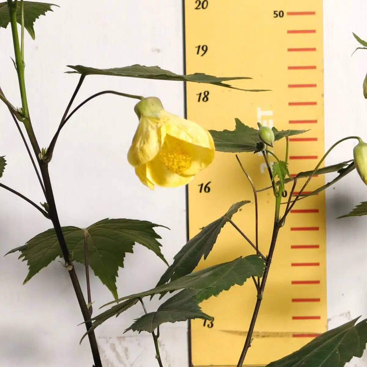 Chinese Lantern Hibiscus (Hibiscus schizopetalus) Yellow Color - Image 5