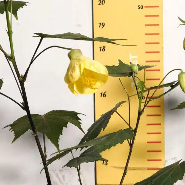 Chinese Lantern Hibiscus (Hibiscus schizopetalus) Yellow Color - Image 5