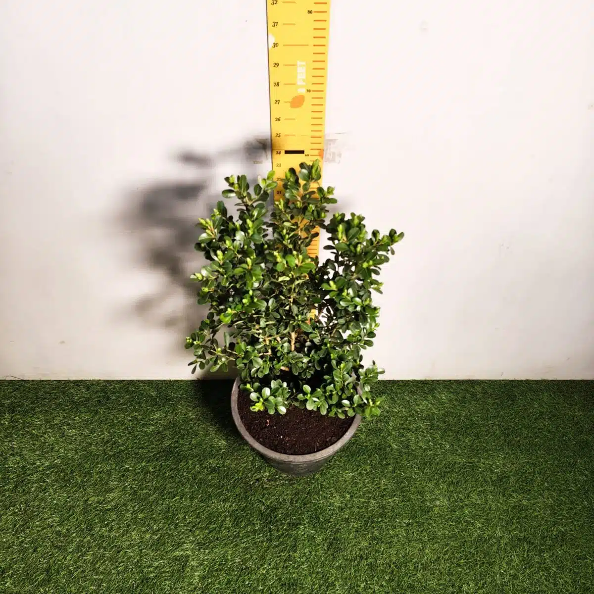 Buxus Microphylla Japonica Dwarf Buxus - Image 7