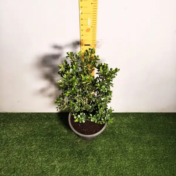Buxus Microphylla Japonica Dwarf Buxus - Image 7