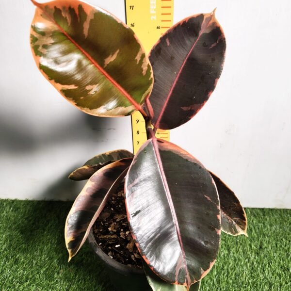 Ficus Belize(Red Ruby) Rubber Plant - Image 4