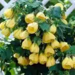 Chinese Lantern Hibiscus (Hibiscus schizopetalus) Yellow Color