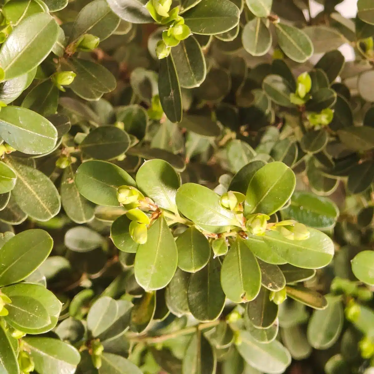 Buxus Microphylla Japonica Dwarf Buxus - Image 13