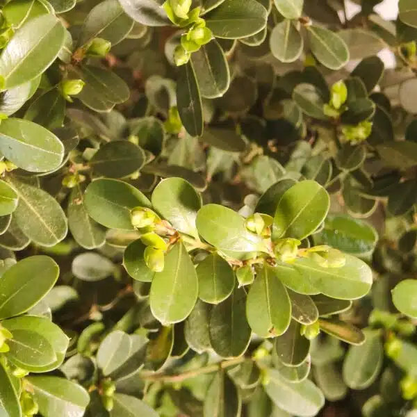 Buxus Microphylla Japonica Dwarf Buxus - Image 13