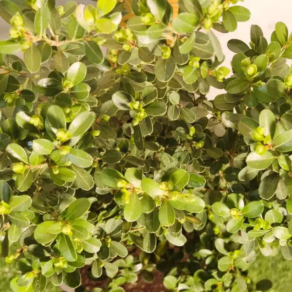 indoor plants for office