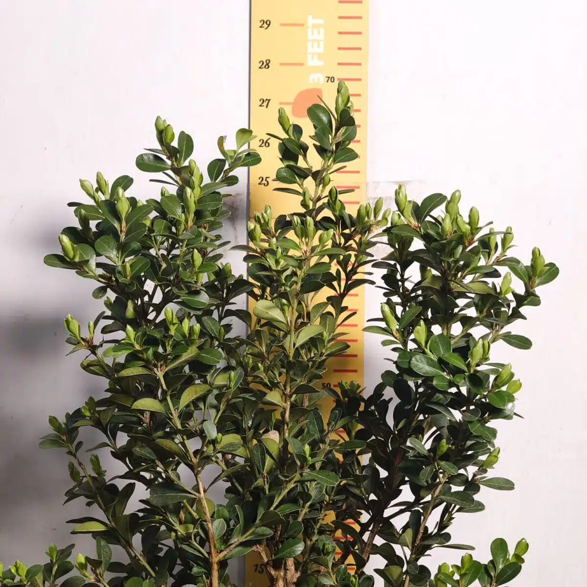 Buxus Microphylla Japonica Dwarf Buxus - Image 9