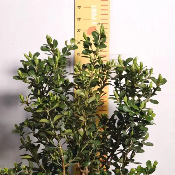 Buxus Microphylla Japonica Dwarf Buxus - Image 9