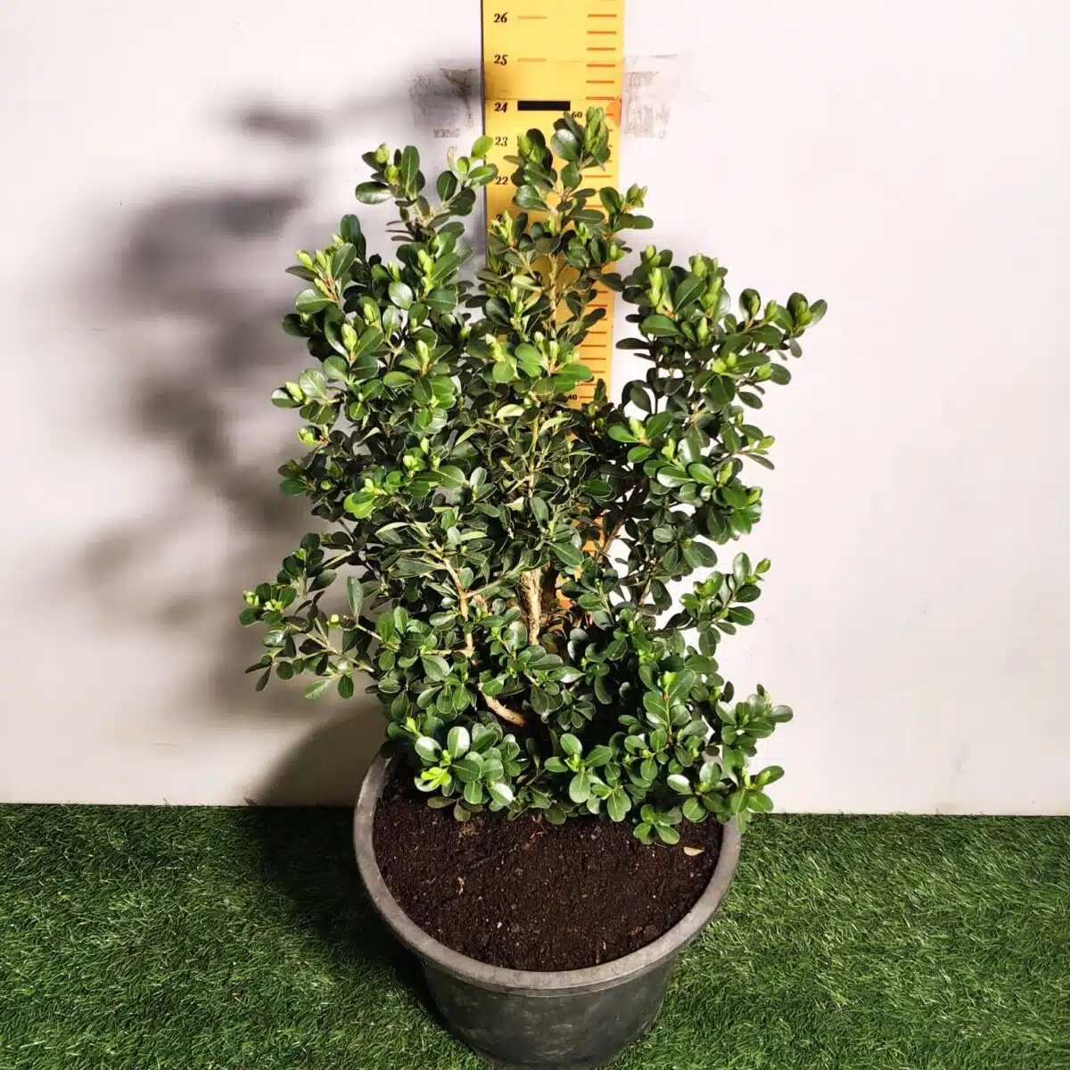 Buxus Microphylla Japonica Dwarf Buxus - Image 8