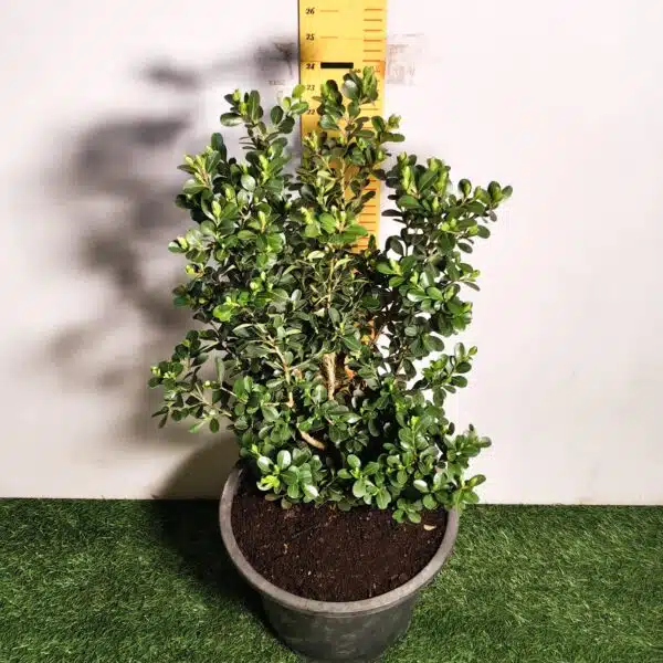Buxus Microphylla Japonica Dwarf Buxus - Image 8