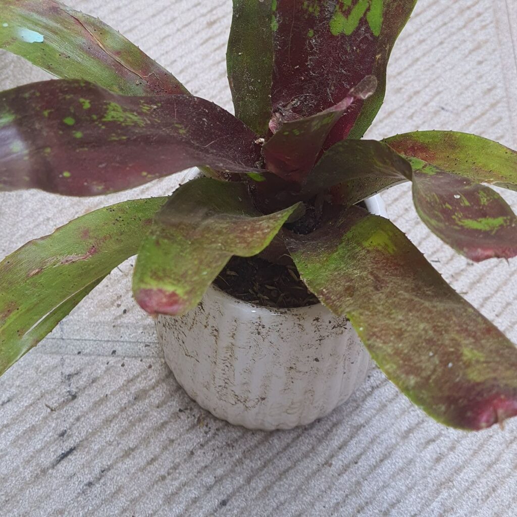 Image #1 from Manoj Kumar