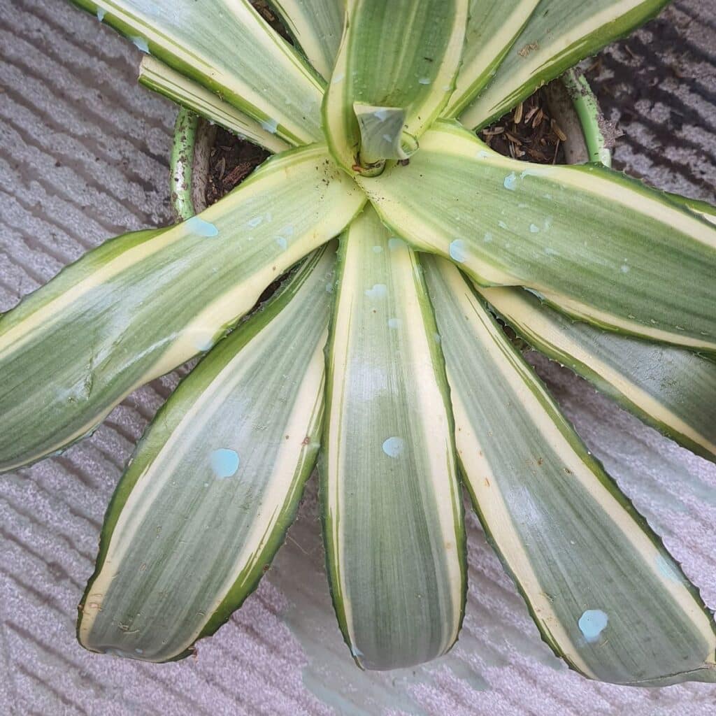 Image #1 from Manoj Kumar