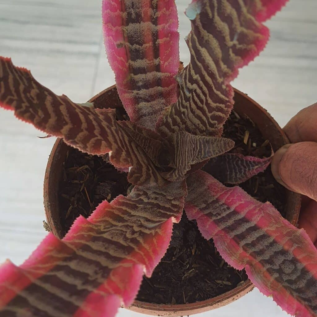 Image #1 from Manoj Kumar