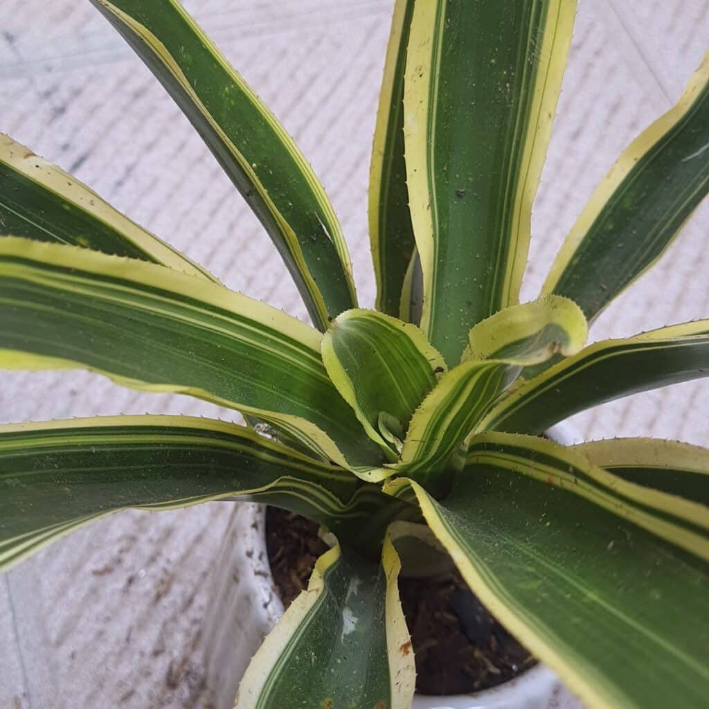 Image #1 from Manoj Kumar