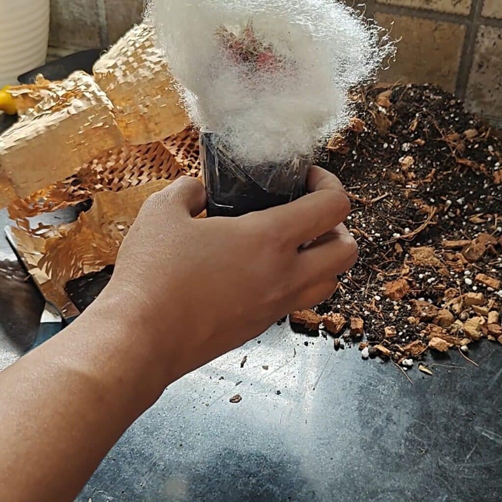 Image #5 from Sayanti Sikder