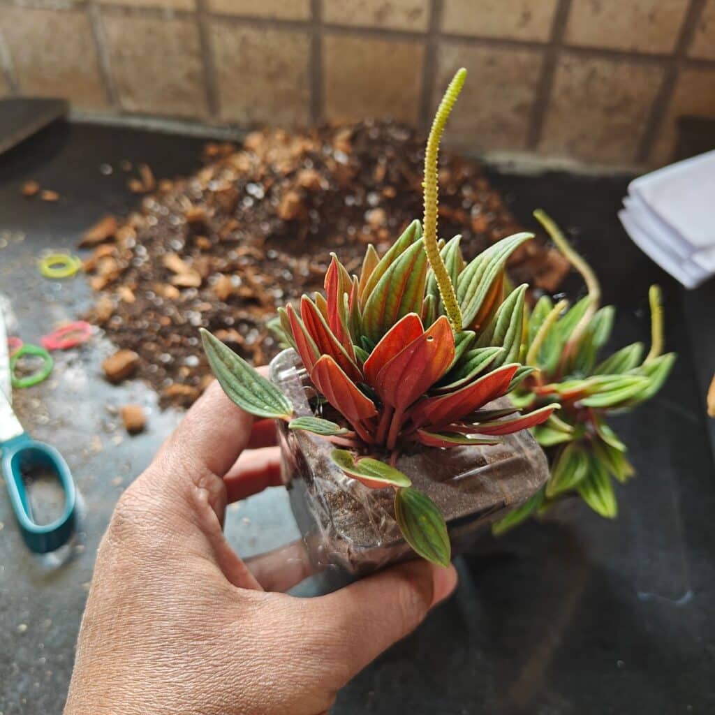 Image #3 from Sayanti Sikder