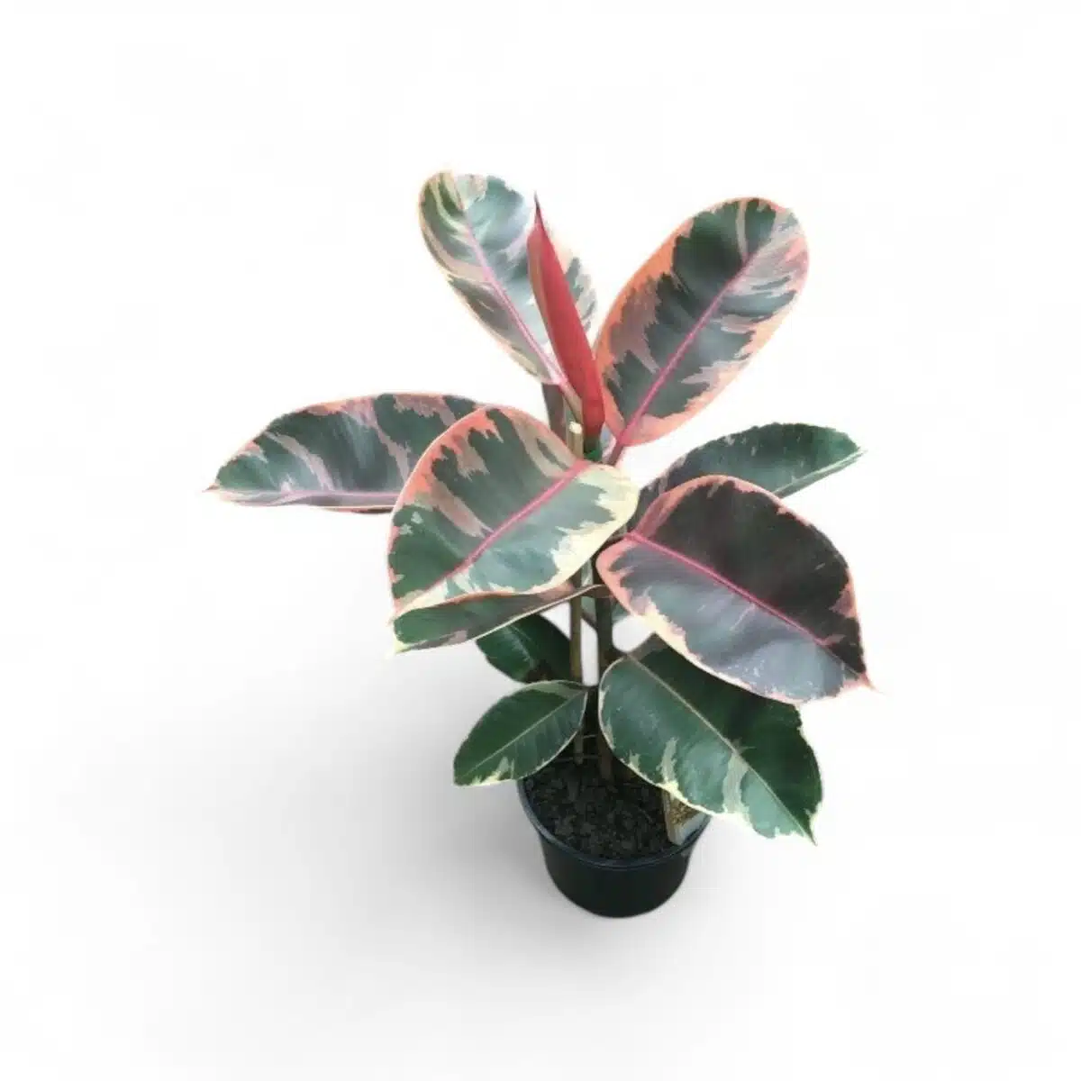 Ficus Elastica Tricolor - Image 2