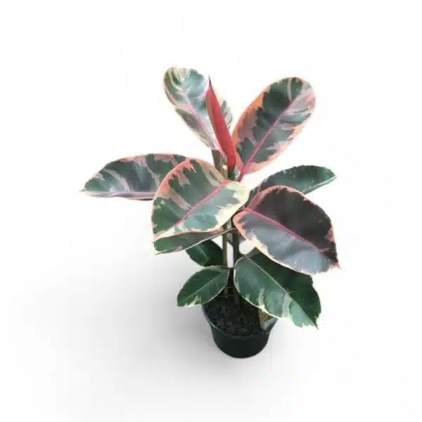 Ficus Elastica Tricolor - Image 2